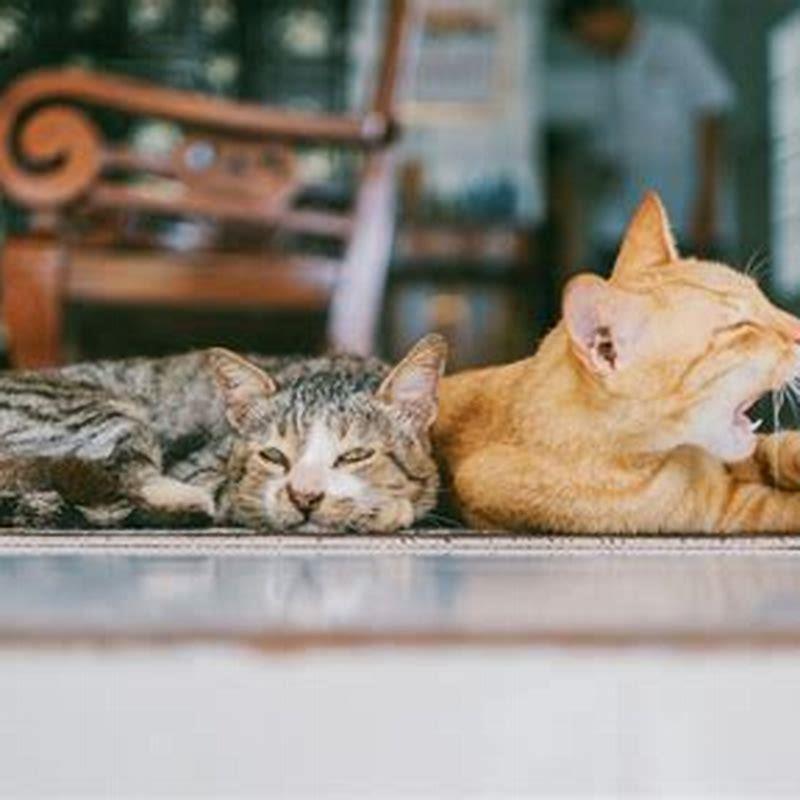 How long does it take a cat to adjust to new home with other cats