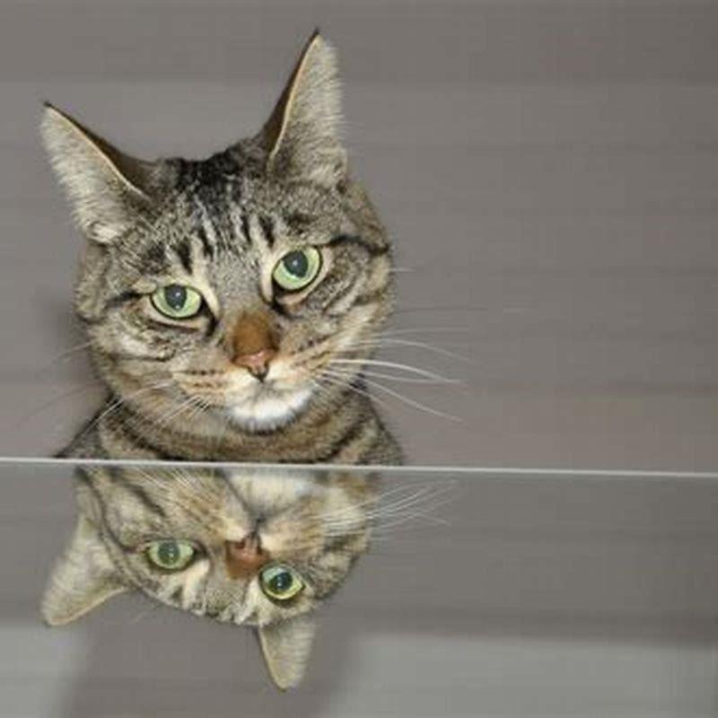 How long does it take for lysine to work in cats? DIY Seattle
