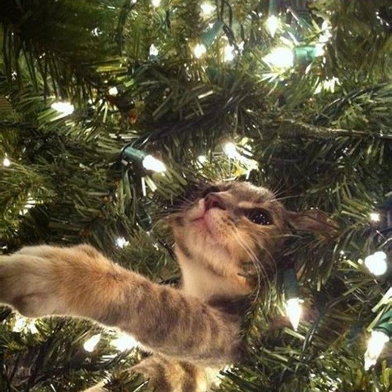 Is there a cat proof Christmas tree? DIY Seattle