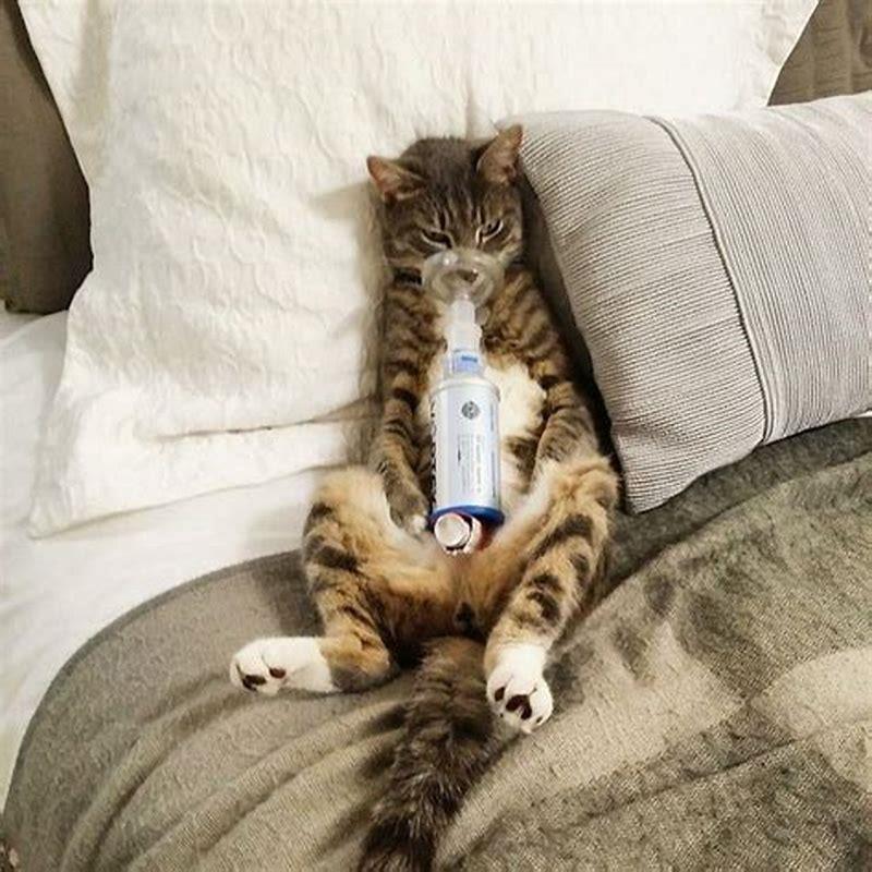 What can I give my cat for asthma? DIY Seattle