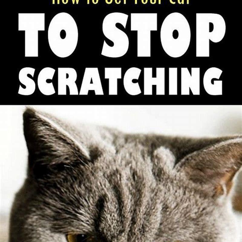 What can I give my cat to make it puke? DIY Seattle