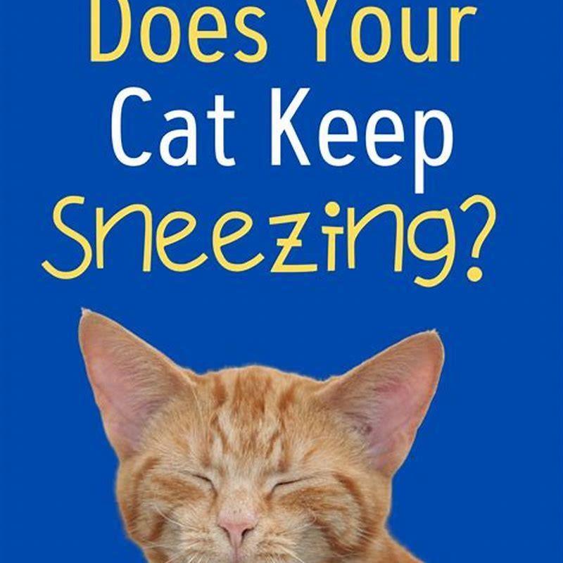 What to give my cat if she is sneezing? DIY Seattle