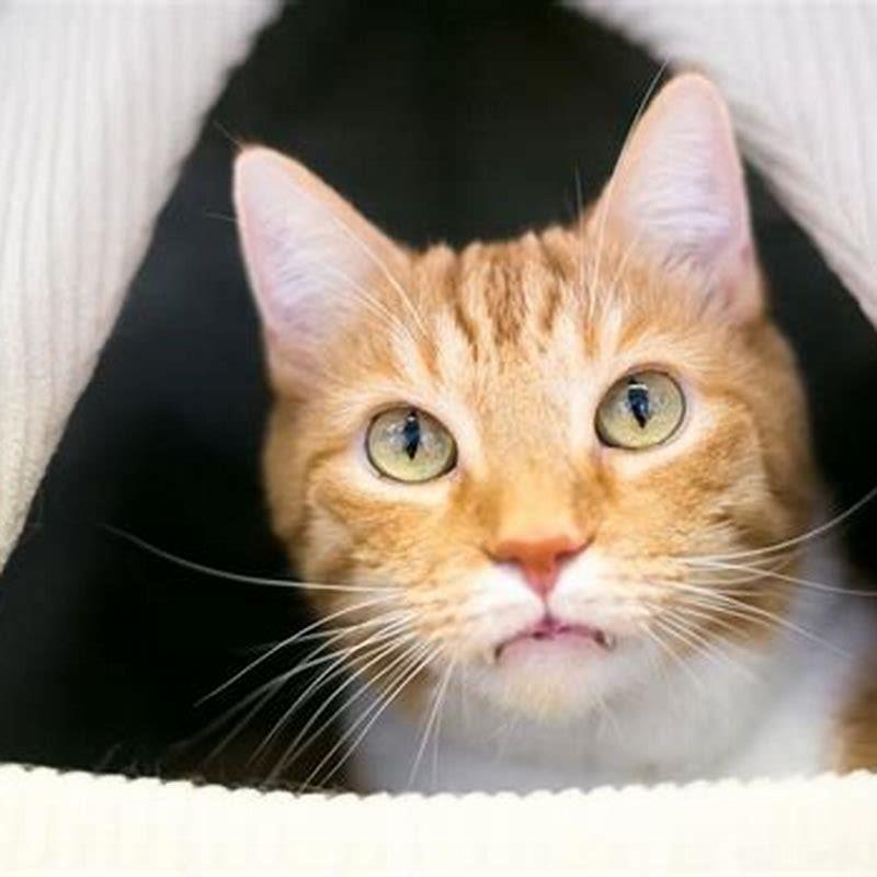 Why do cats hide from their owners? DIY Seattle