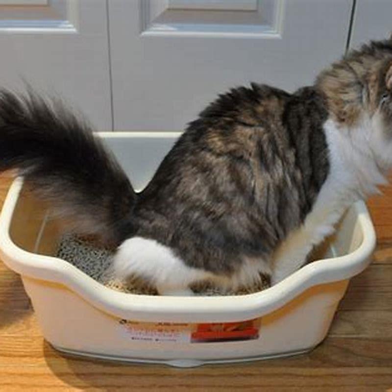 Why do cats meow when using the litter box? DIY Seattle