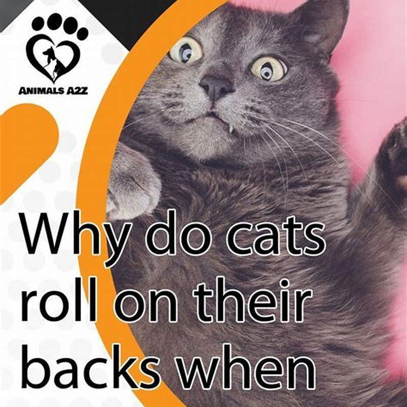 Why Does My Cat Roll Around When I Pet Her at Lorita Holderman blog
