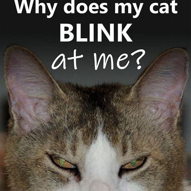 Why does my cat blink at my other cat? DIY Seattle