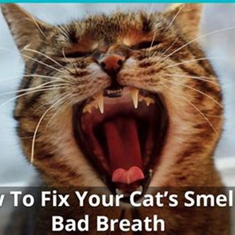 Why does my cat have smelly breath? DIY Seattle