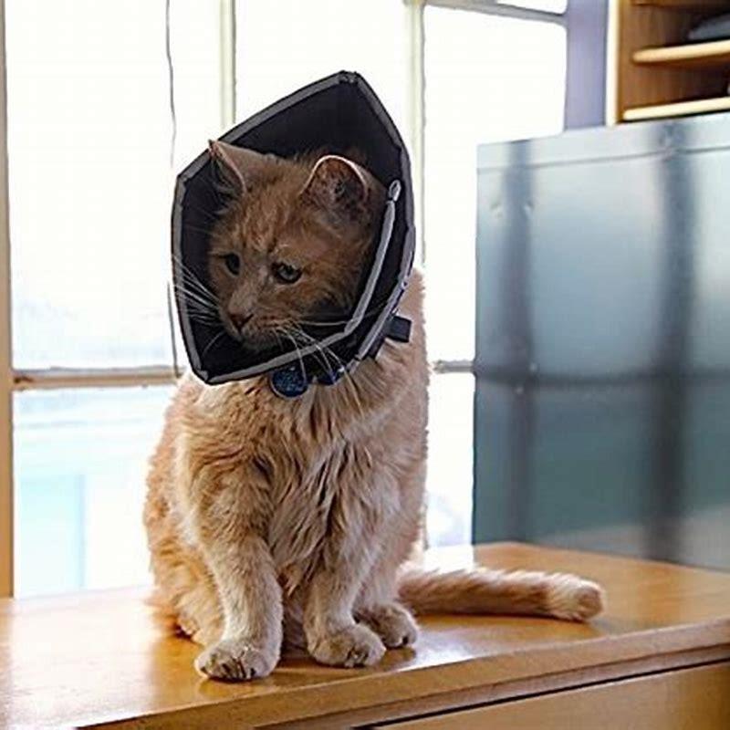 Can cats sleep with ecollar? DIY Seattle