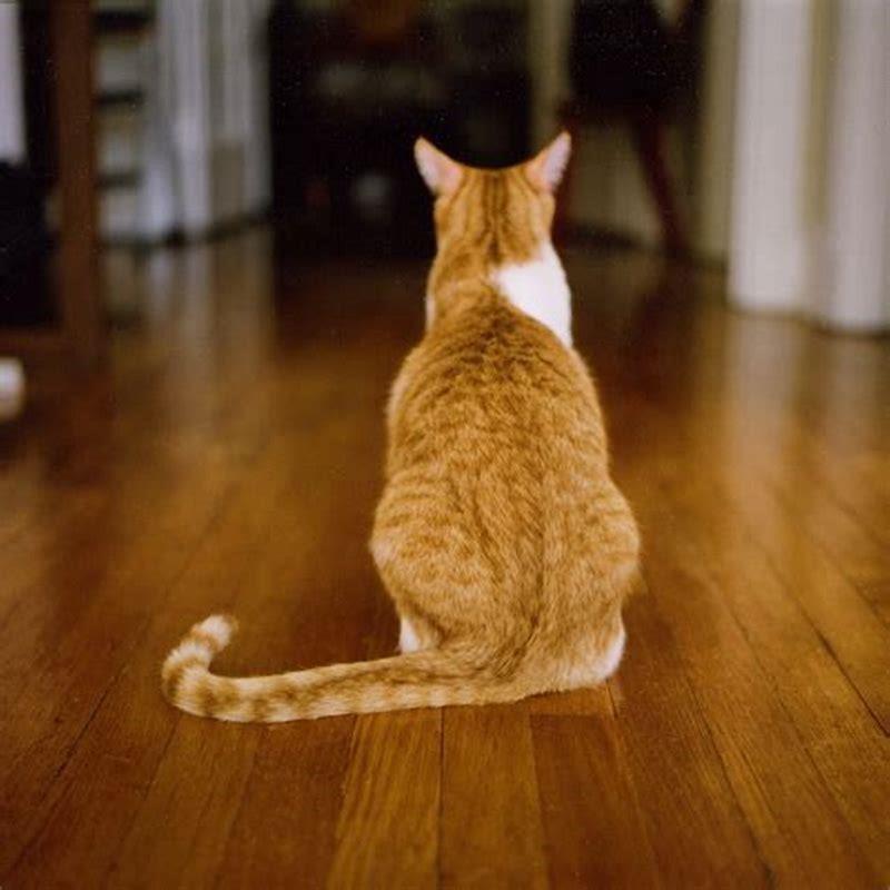Do cats like to sit in squares? DIY Seattle