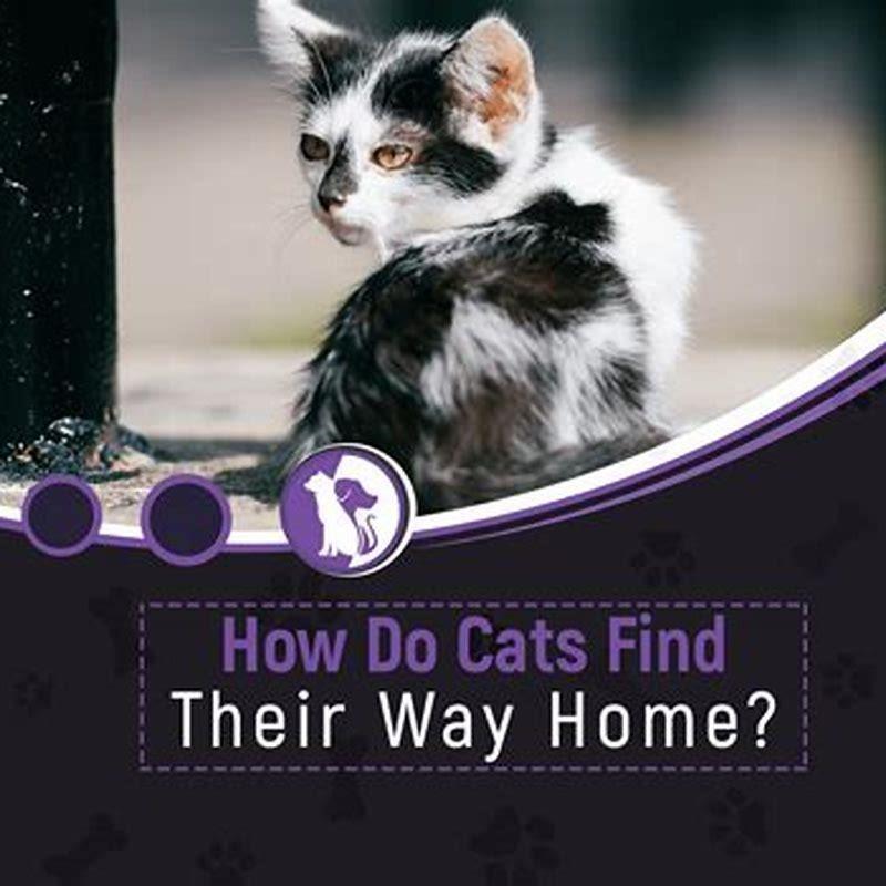 How do cats know how do you find their way home? DIY Seattle