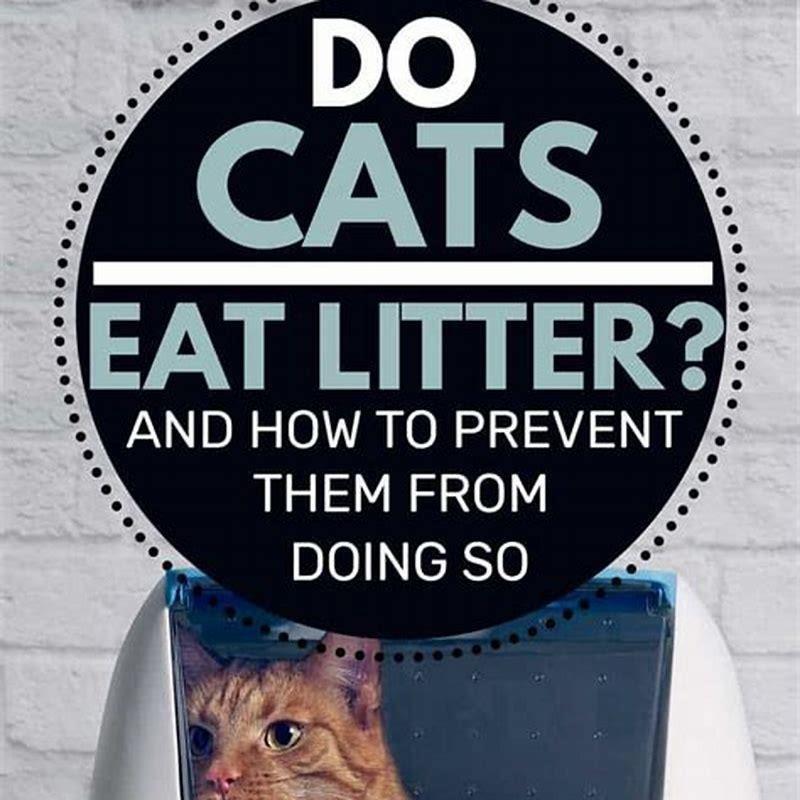 How do I stop my cat from eating cat litter? DIY Seattle