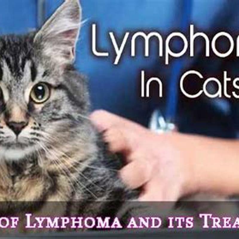 How long does a cat live with lymphoma? DIY Seattle