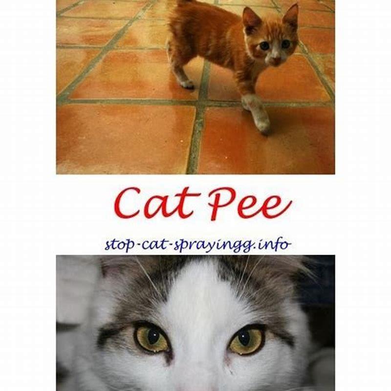 What smells deter cats from pooping? DIY Seattle