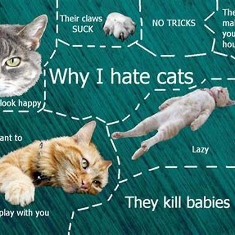 Why does my cat hate certain cats? DIY Seattle