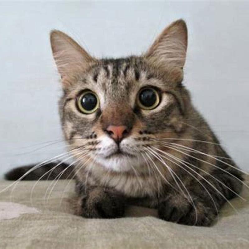 Why does my cats pupils change shape? DIY Seattle