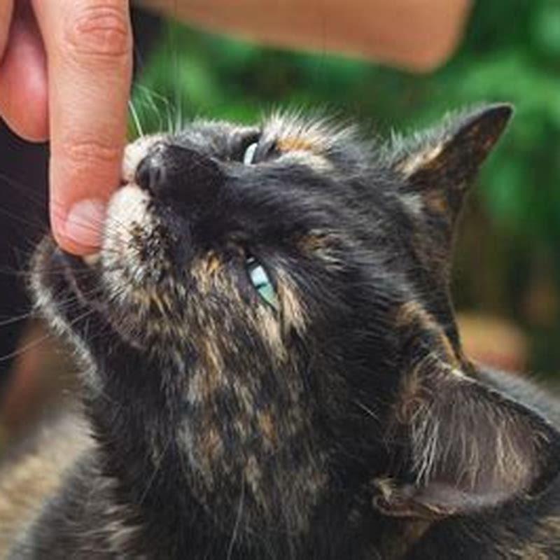 Why do cats bite in the middle of petting them? DIY Seattle