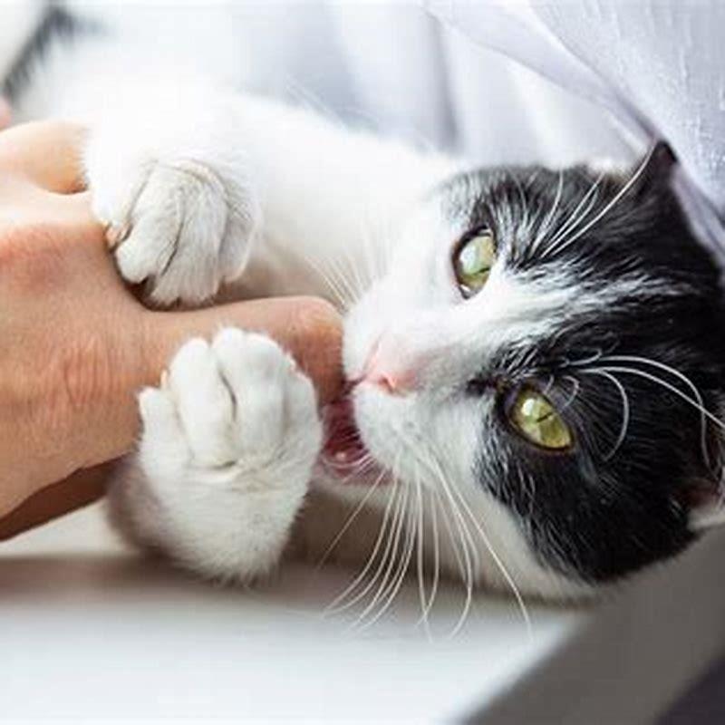 Why do cats cuddle then bite? DIY Seattle
