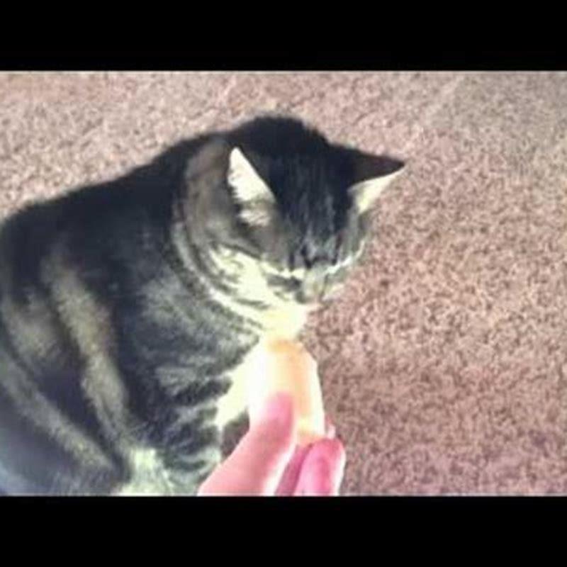 Why do cats not like the smell of banana? DIY Seattle