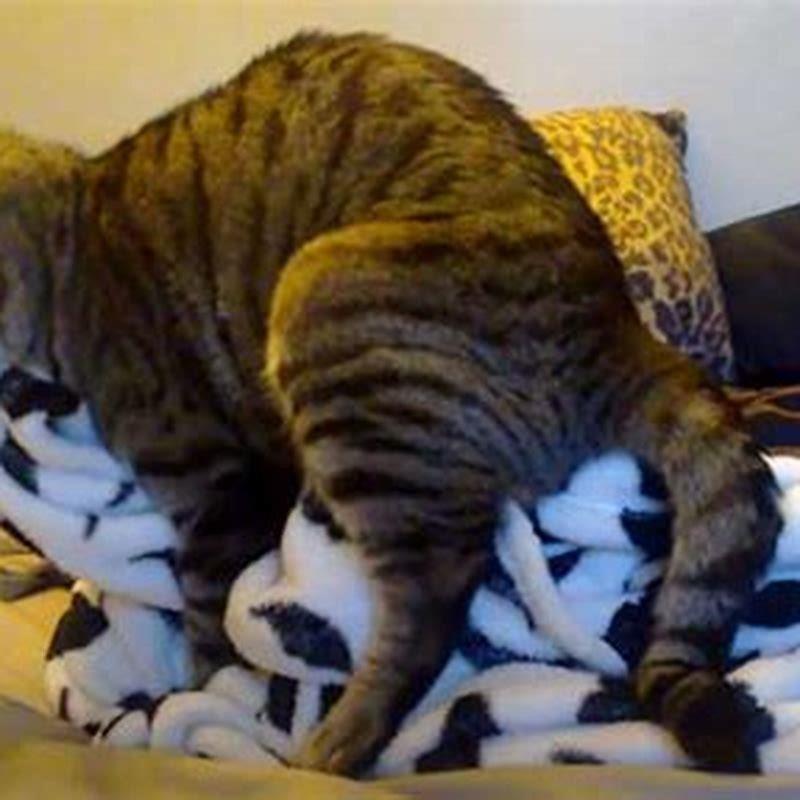 Why does my cat keep humping blanket? DIY Seattle