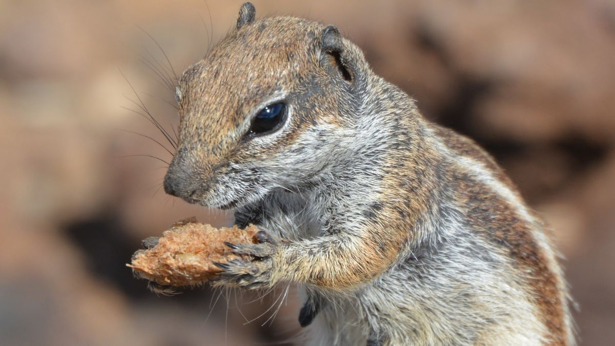 How to Get Rid of Ground Squirrels Naturally | DIY Spotlight