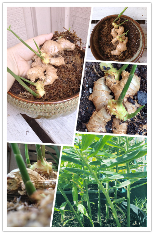 How To Grow Ginger At Home DIY Tag