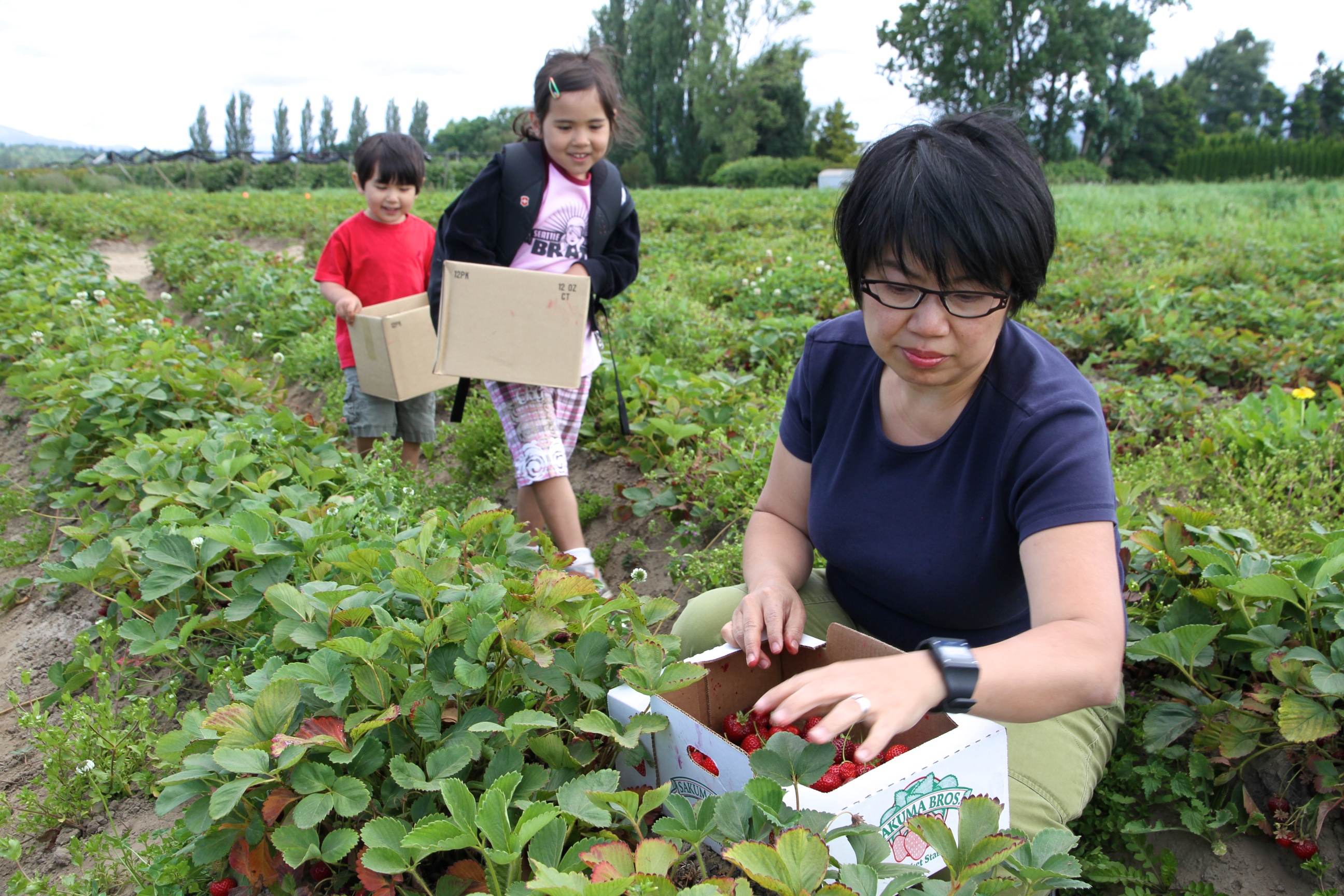 Going to the Source Strawberry Picking in the Skagit SmartUp Kids