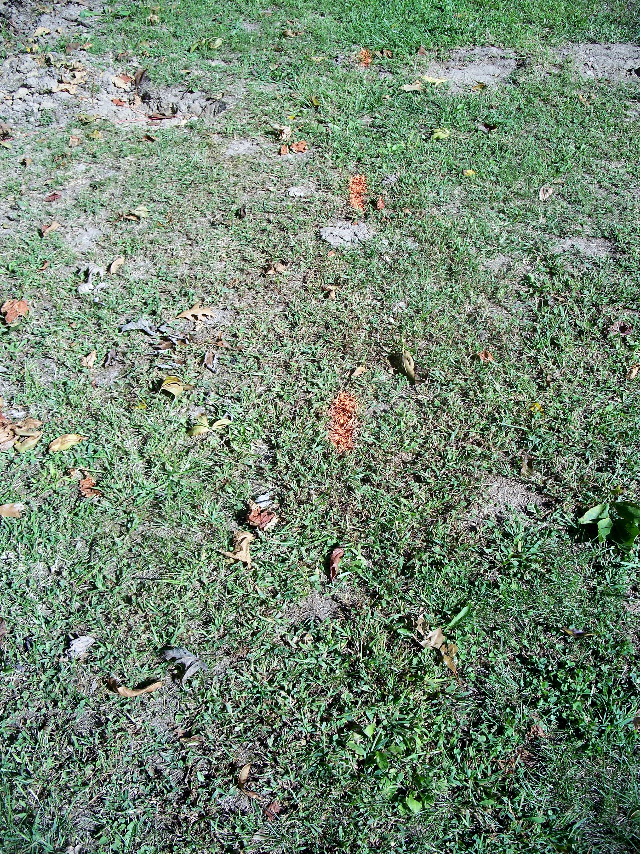 Invisible Fence DIY with Kathy!