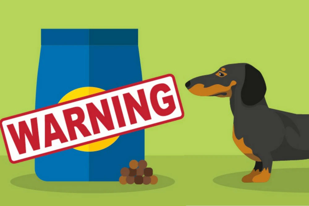 A Guide to the Best and Worst Ingredients in Dog Food DJANGO