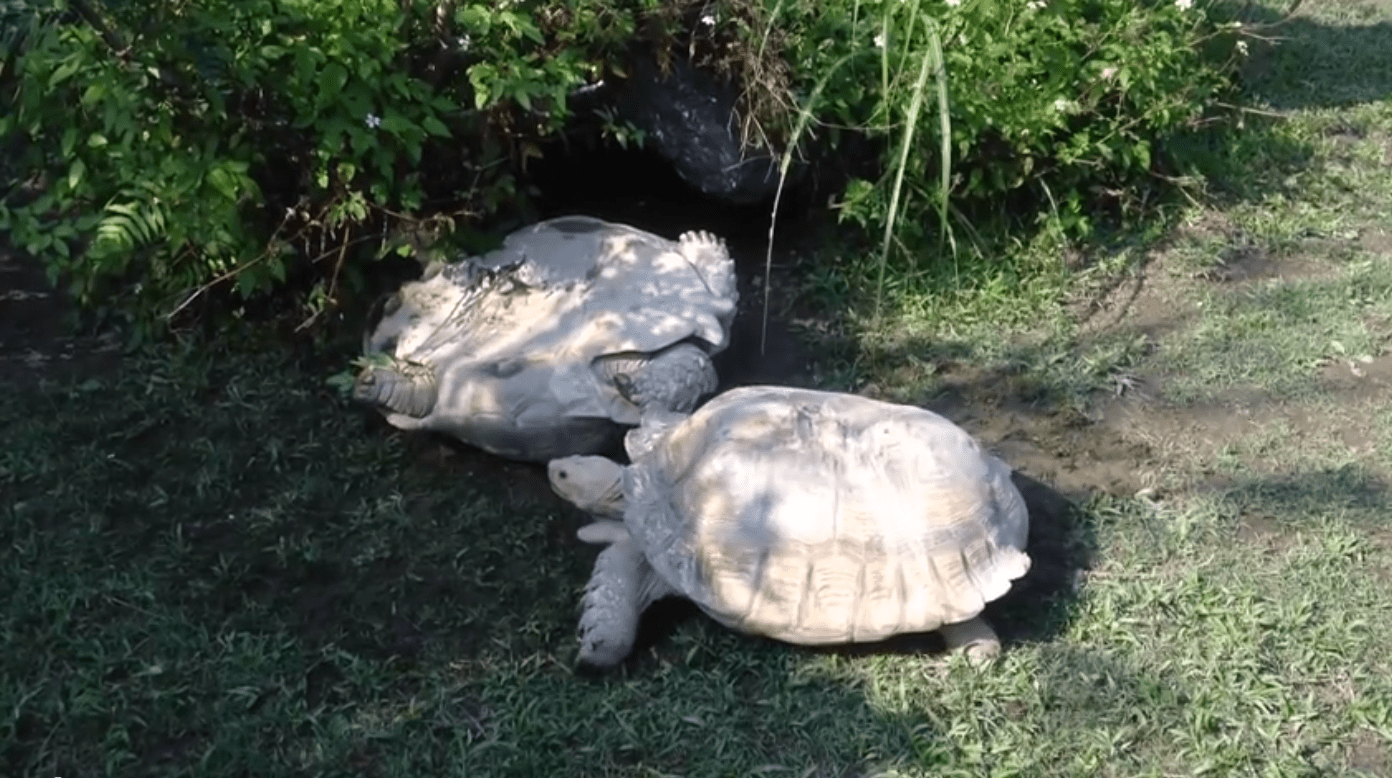 A turtle helping his upsidedown turtle friend DJFM The Dance Music