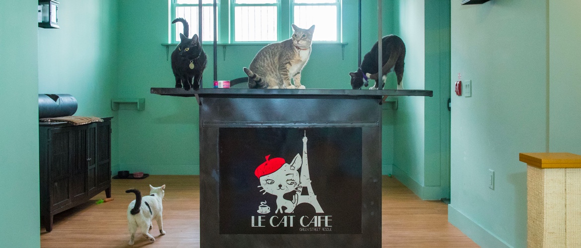 Le Cat Cafe in Philadelphia, Pennsylvania Meow Around