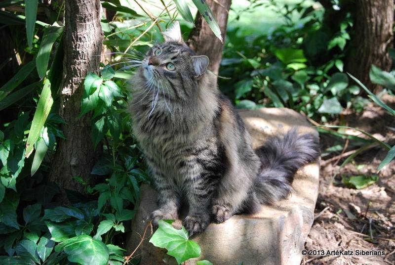 Cat Cafe Johannesburg in Johannesburg, ZA Meow Around