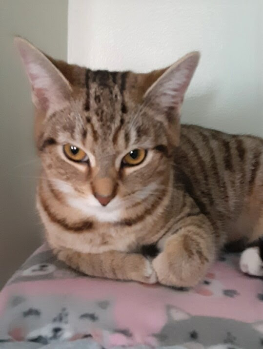 Looking for Love? So Are These Adoptable Cats in Louisville Meow Around