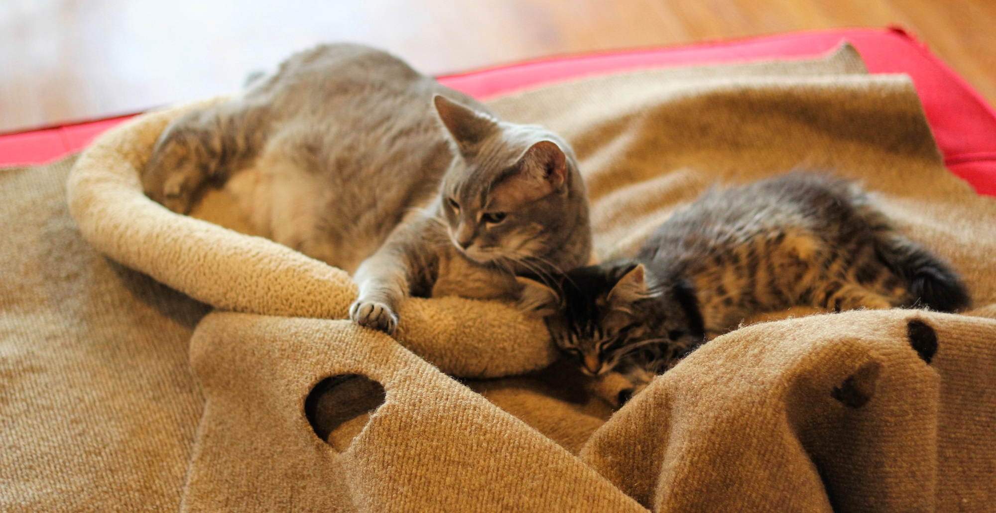 Cat Cafe Catfe Lounge in Ferndale, Michigan Meow Around