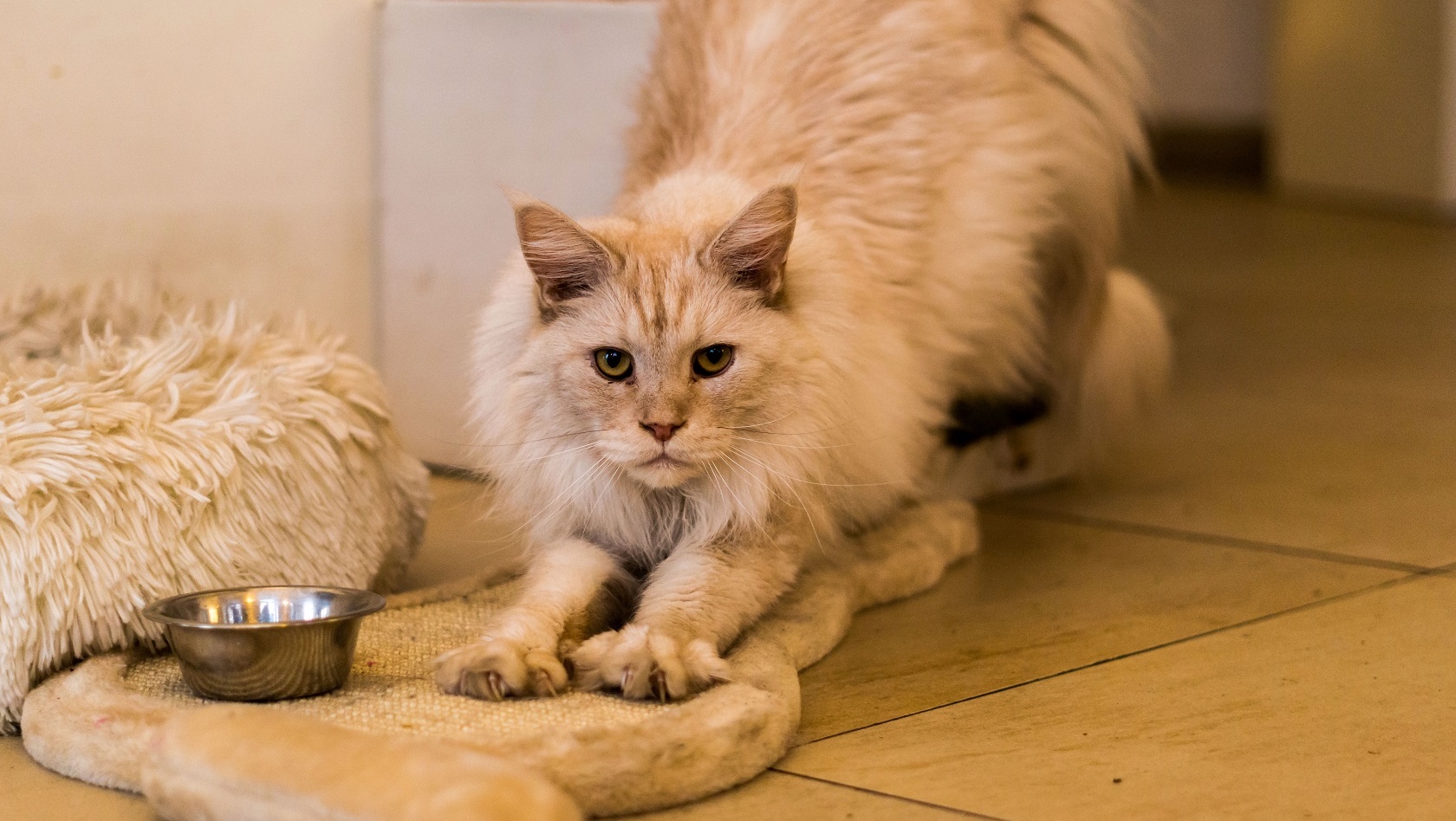 Cafe Neko in Vienna, Austria Meow Around