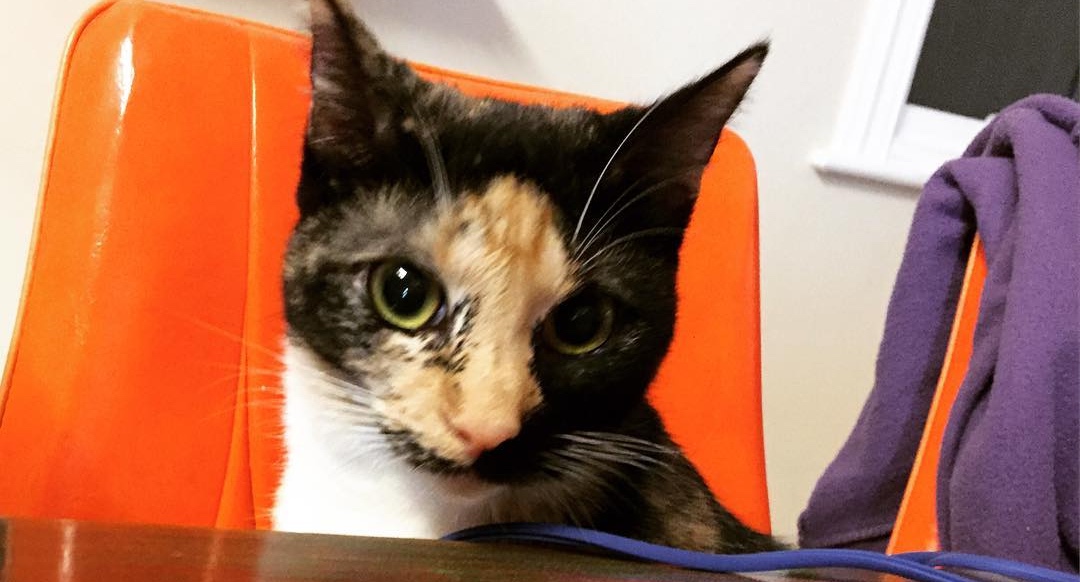 Barista Cats Cafe in Auckland, NZ Meow Around