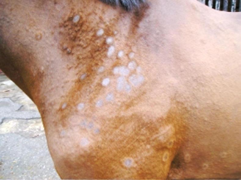 HORSE SENSE Common skin conditions during winter