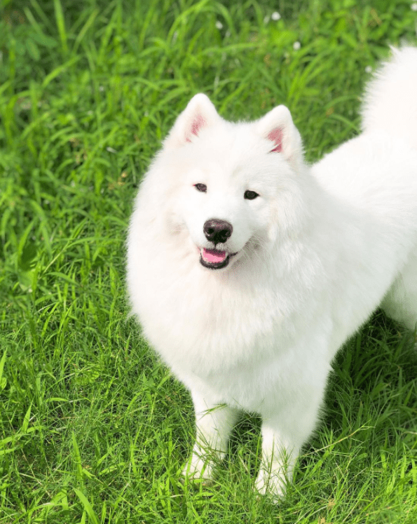 Samoyed Weight Growth Curve and Average Weights DKPZ Virtual Solutions