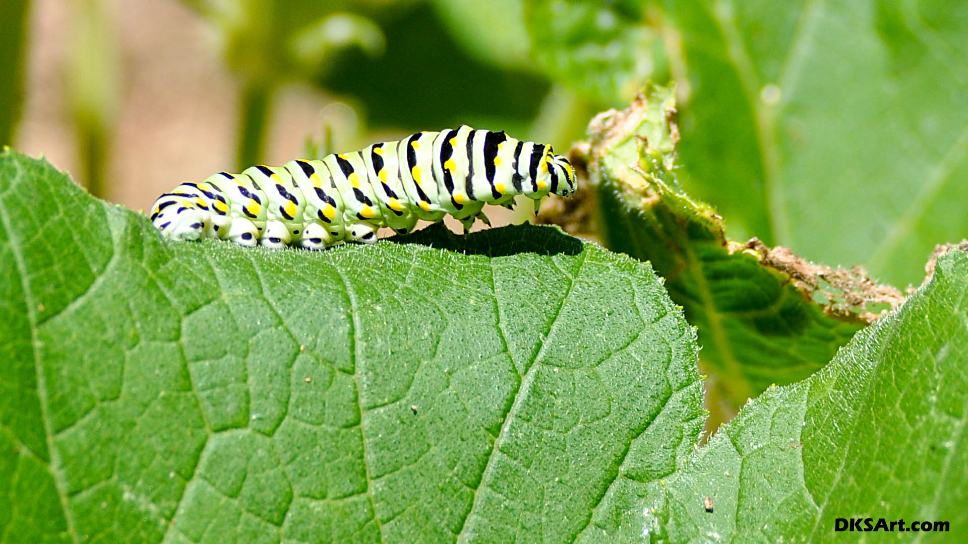 Caterpillar Sitting On A Squash Leaf DKS Art
