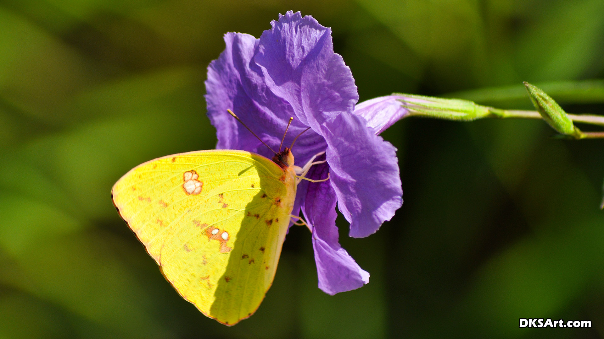 Yellow Butterfly (Phoebis Sennae, Cloudless Sulphur) Drinking Nectar