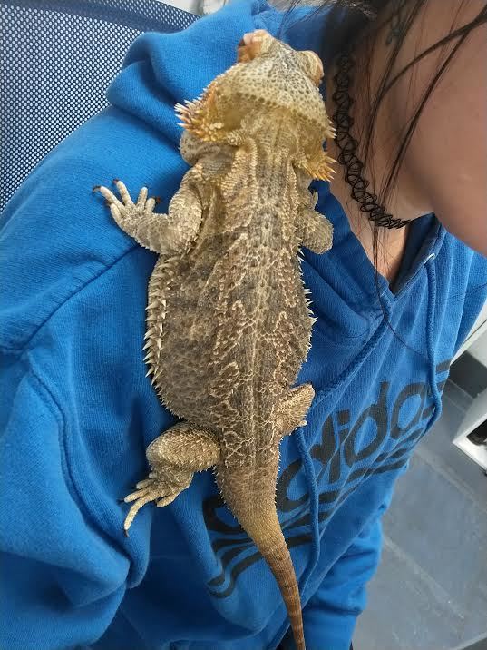Best Friends Veterinary Hospital Gaithersburg Md generatles