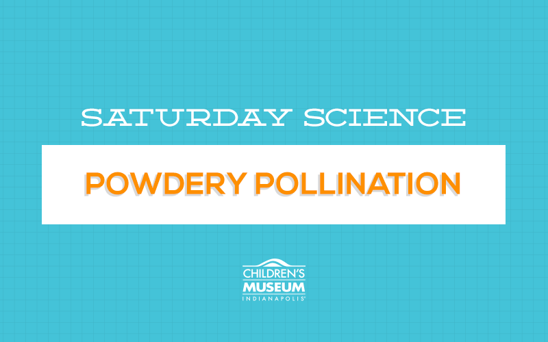 Why do bees like flowers? The Children's Museum of Indianapolis