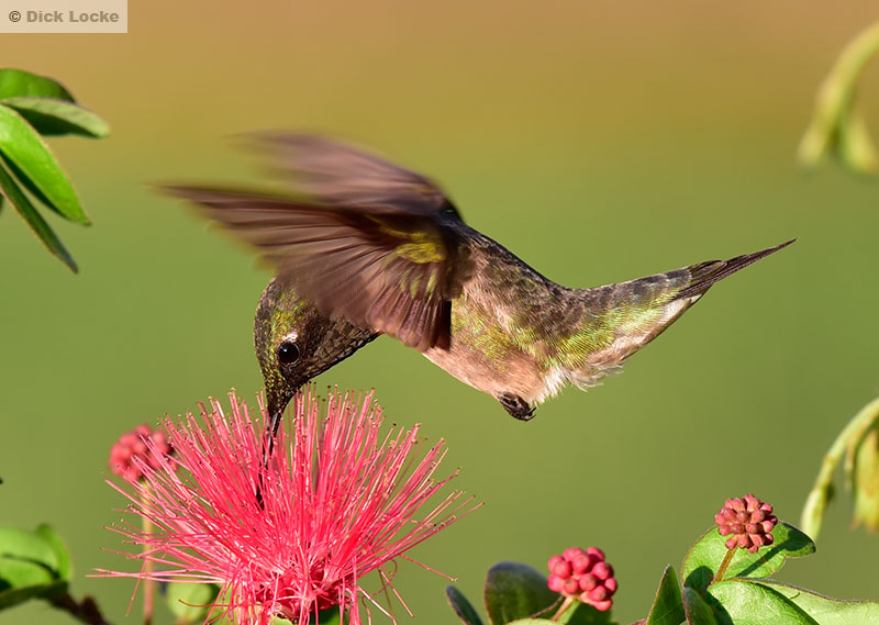 Hummingbird Pictures