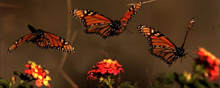 Why a butterfly flutters by