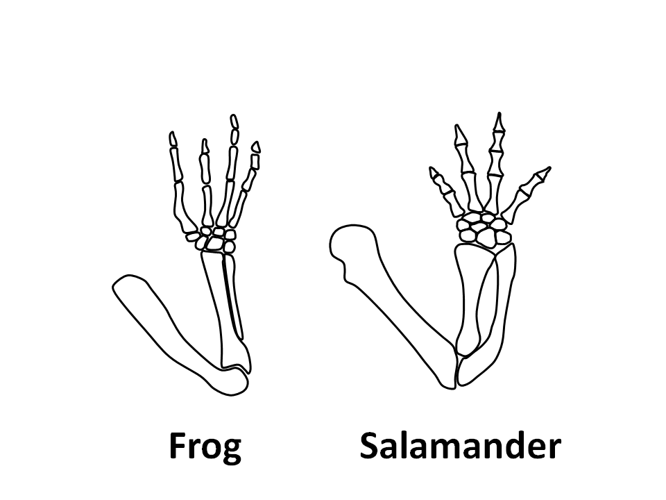 Limb design homology