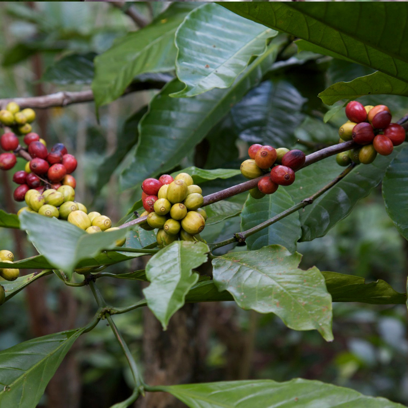 Mutated, caffeinefree tea plant