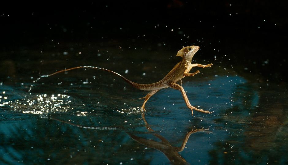 Water Walking Lizard - Creation.com
