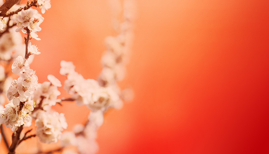 Ancient Chinese skull