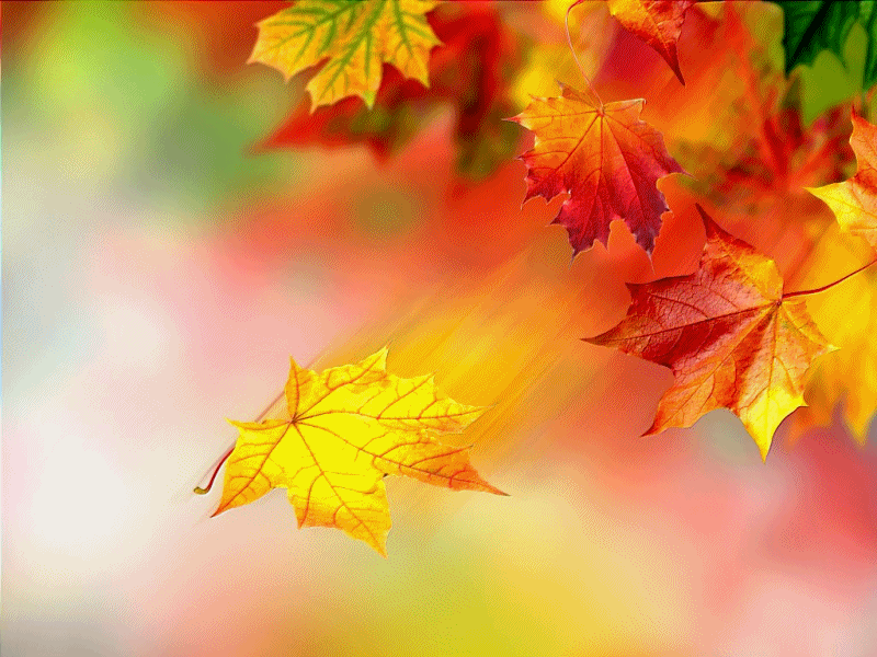 3148919cml4lgbabo.gif (800×600) Outono, Natureza