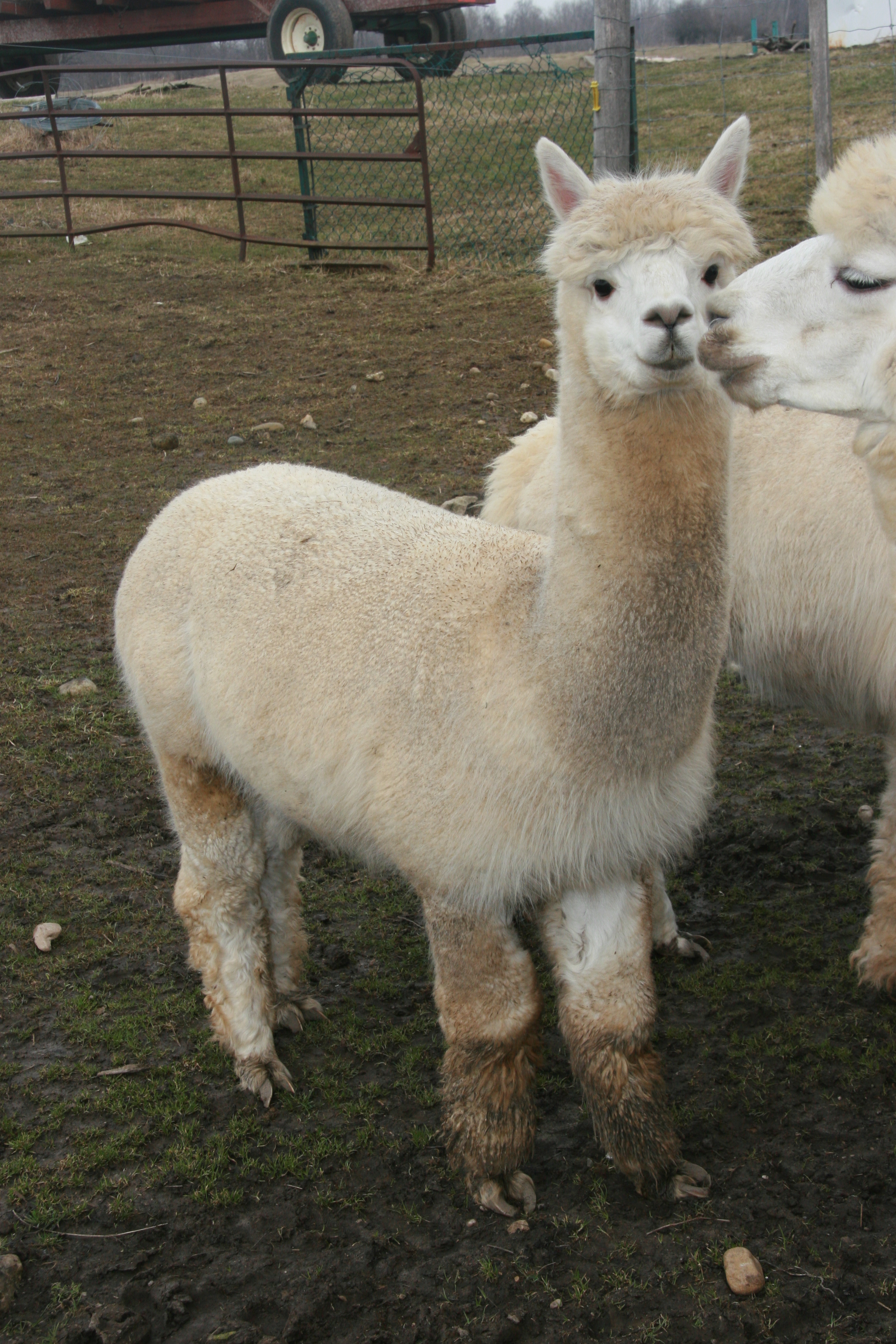 Alpaca's For Sale Double Registered Males DL Farms Alpaca