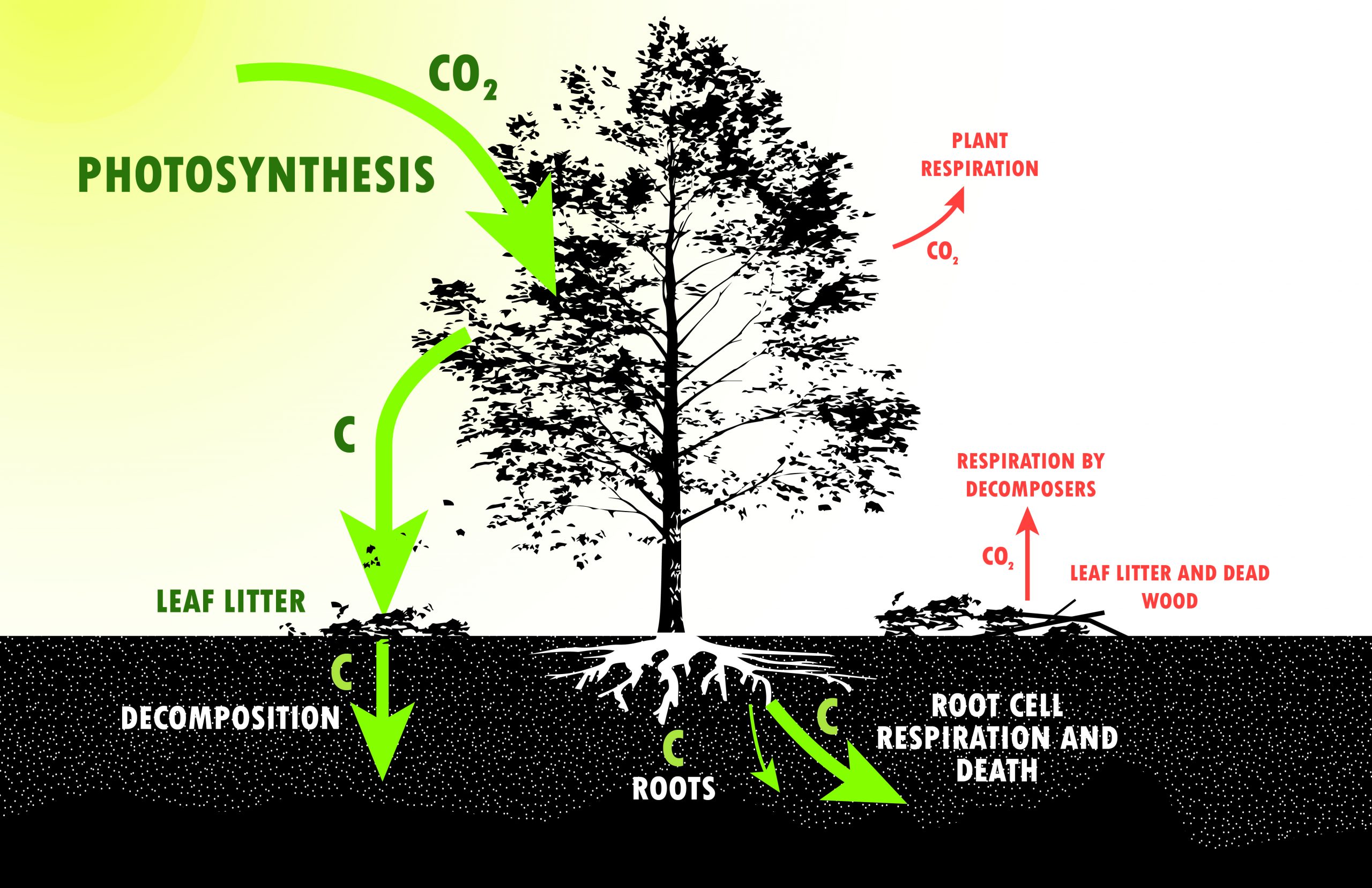 How Do Trees Remove Carbon Dioxide From The Atmosphere at Martin